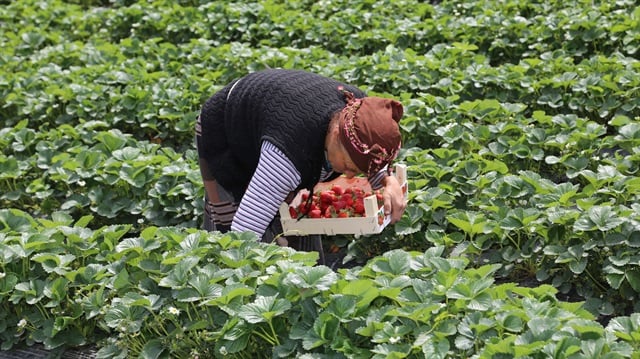 Karadeniz'de çilek hasadına başlandı