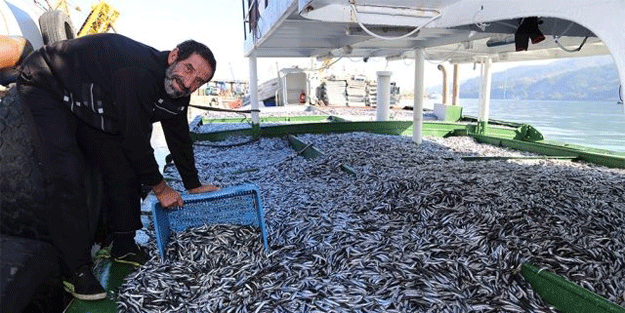 Karadeniz'de hamsi bereketi