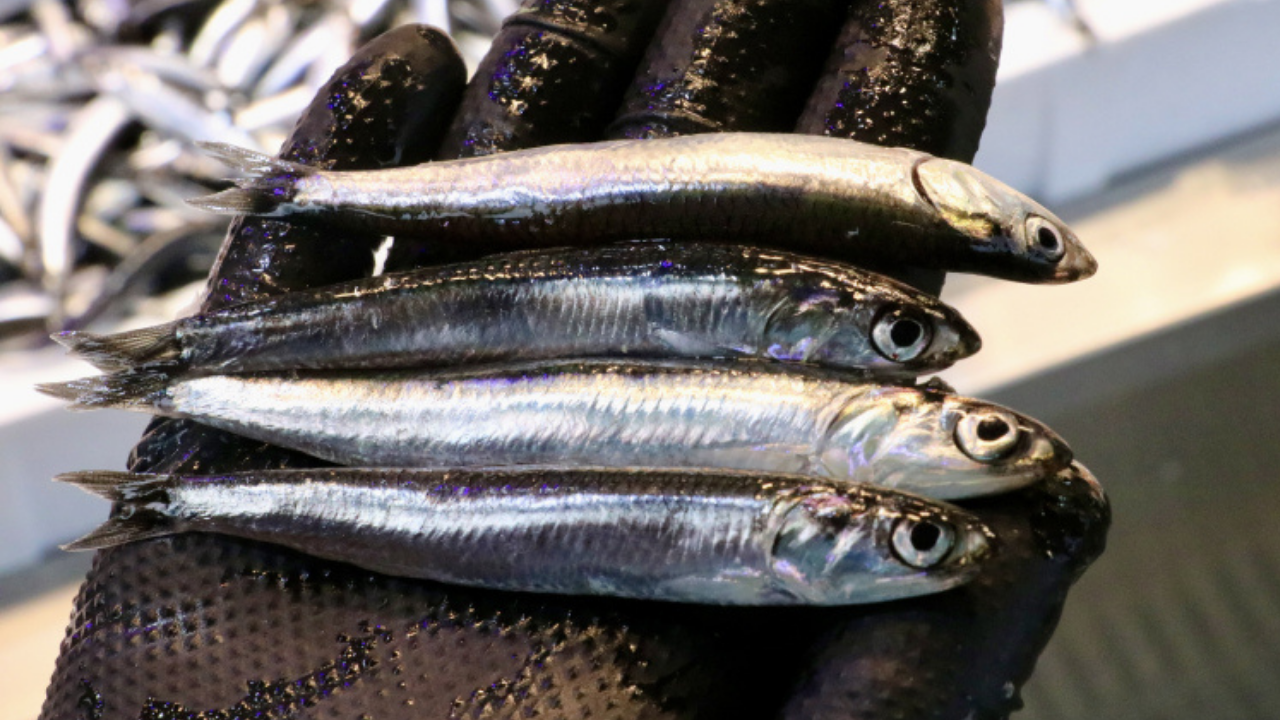 Karadeniz’de hamsi bolluğu: Fiyatını duyan tezgahlara koştu