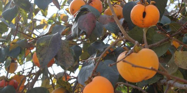 Karadeniz'de hurma hasadı başladı