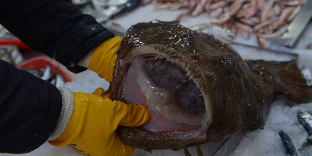 Karadeniz'de ilk kez görüldü! Tam 10 kilo ağırlığında...