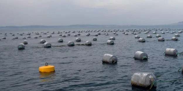 Karadeniz'de bir ilk! Üretim iki katına çıkacak: Ekonomik kalkınma, yıllık 4 bin 952 ton...
