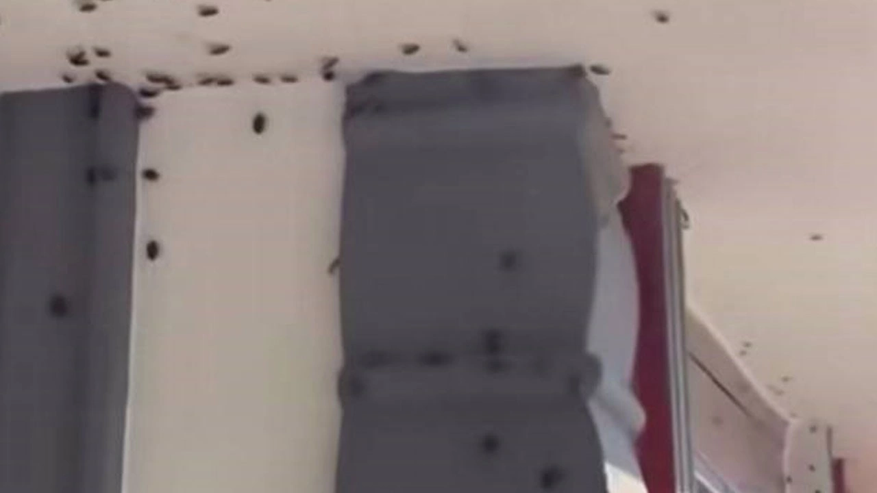 Karadeniz’de kahverengi kokarca istilası!