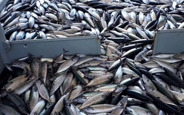 Karadeniz’de palamut bereketi!