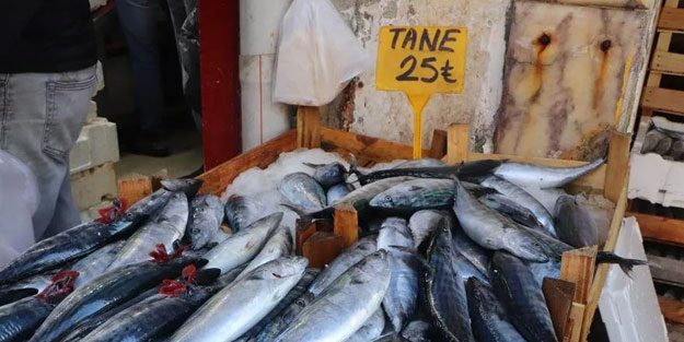 Karadeniz'de palamut bereketi