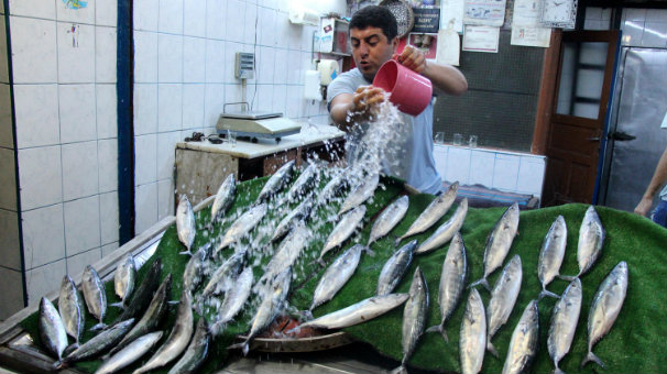 Karadeniz'de palamut bereketi yaşanıyor