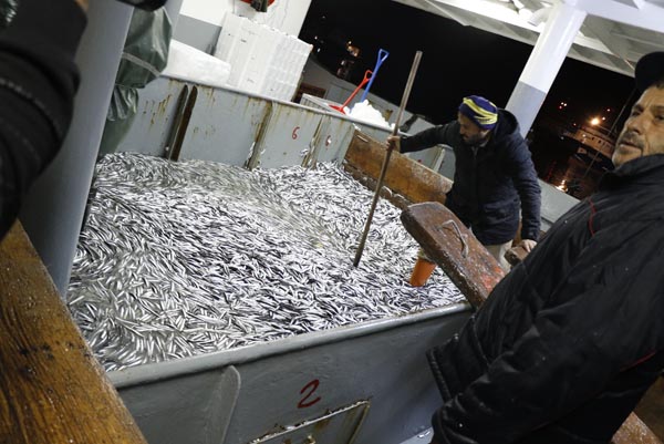 Karadeniz’de resmen fışkırdı! Tam 500 ton