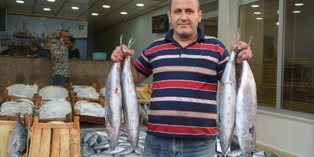 Karadeniz'de torik bereketi! Tanesi 125 TL