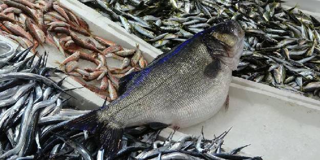Karadeniz’de yakalanan 8 kiloluk levrek