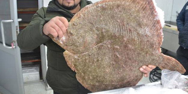 Karadeniz'de yakalanan dev kalkan, 1400 liraya satılıyor