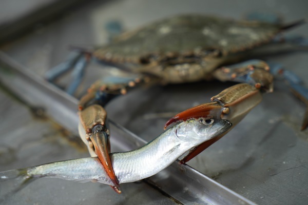 Karadeniz'de yeni tehlike