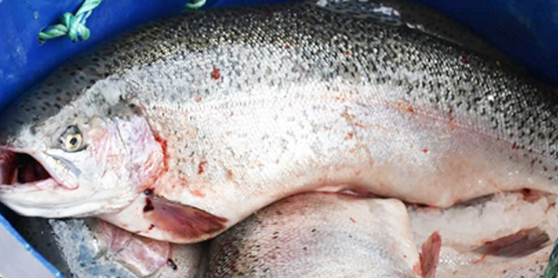 Karadeniz'de yetiştiriliyor! Türkiye'nin projesiyle 45 ülkeye ihraç!