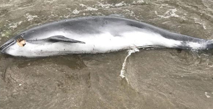 Karadeniz’de yunus ölümleri sürüyor