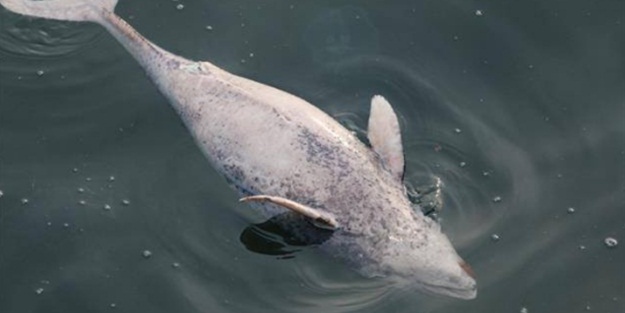 Karadeniz’de yürek burkan görüntü!