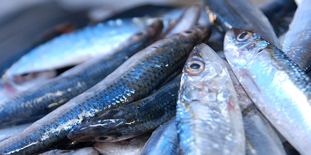 Karadeniz'de hamsi bereketi