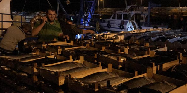 Karadeniz'den balık fışkırıyor! Bin kasa Torikle geri döndü