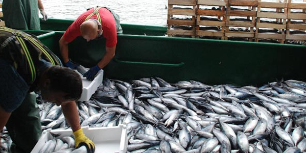 Karadeniz'den balık fışkırıyor! Tek seferde 40 ton palamutla döndü
