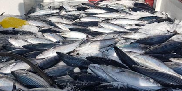 Karadeniz'e palamut akını!