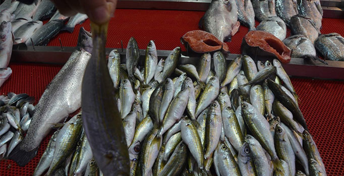 Karadeniz’in balığı Ege Denizi’nden