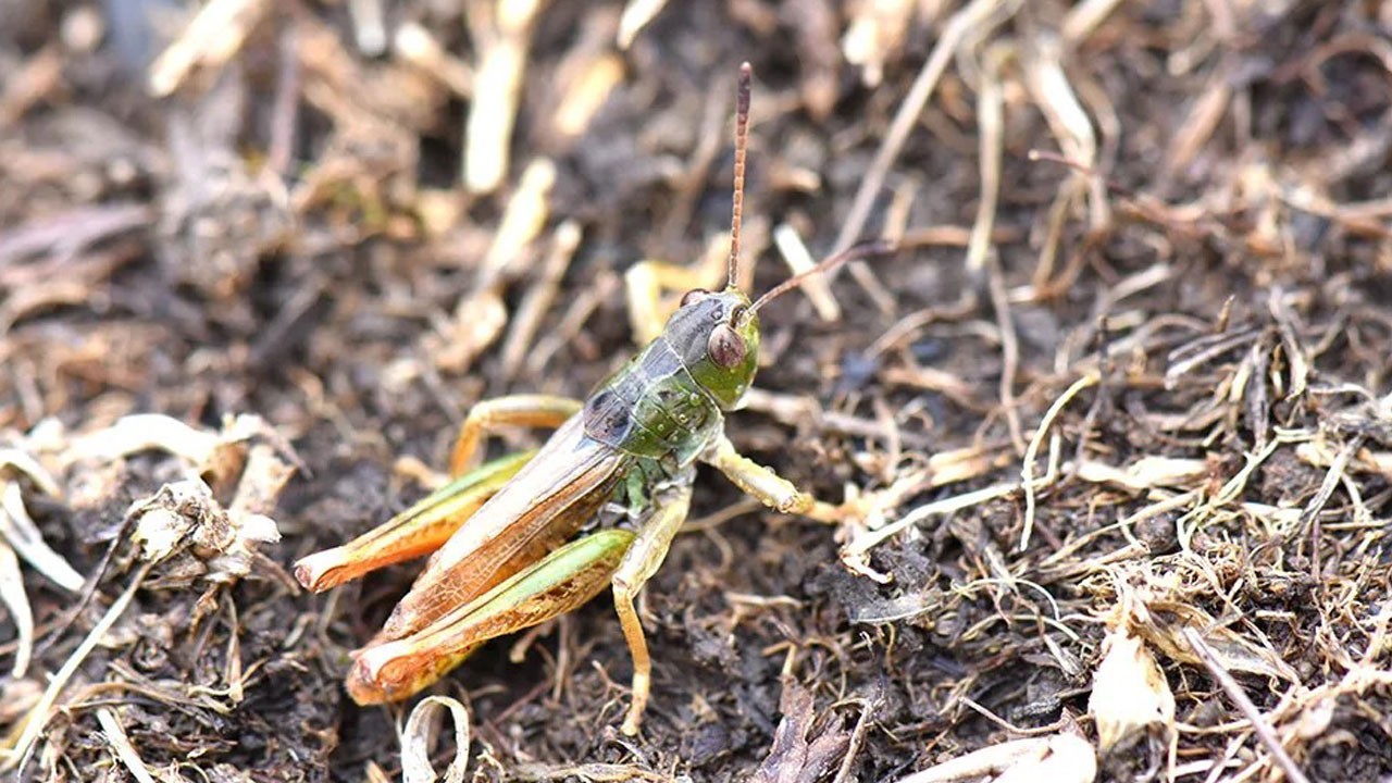 Karadeniz’in dağlarında gizli kalmış bir tür! Bilim dünyası bu keşfi konuşuyor