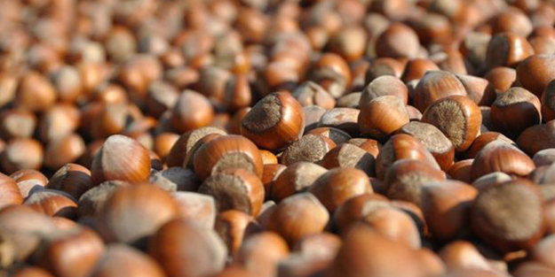 Karadeniz'in fındığı bakın kimleri zengin ediyor! Çıldırmamak elde değil