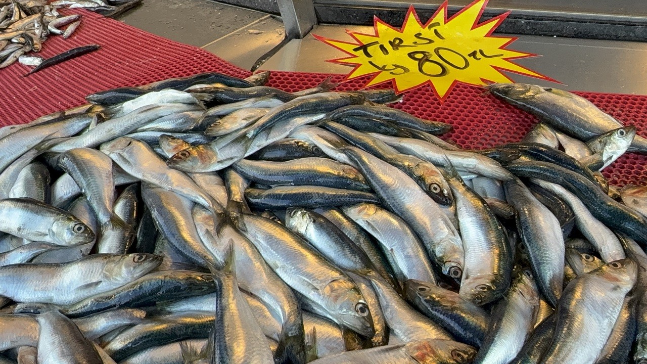 Karadeniz’in gizli hazinesi: Tirsi