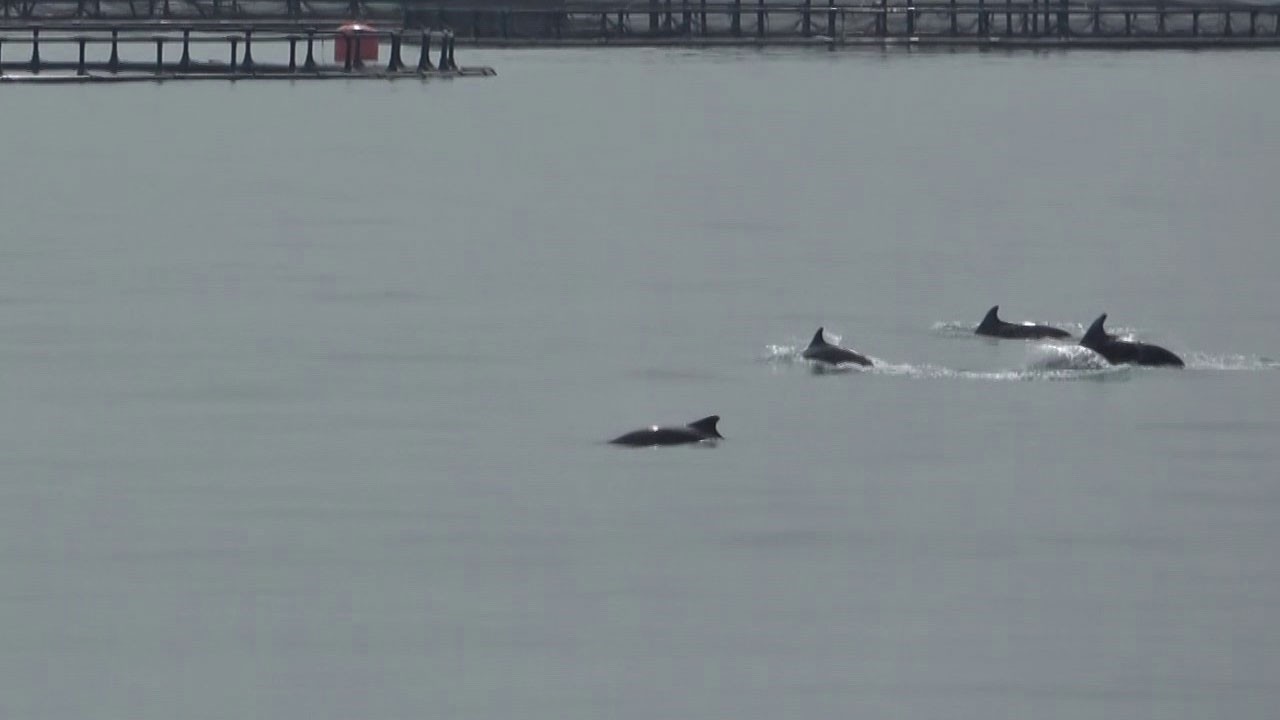 Karadeniz’in incileri Türk somonu hasadında dans etti!