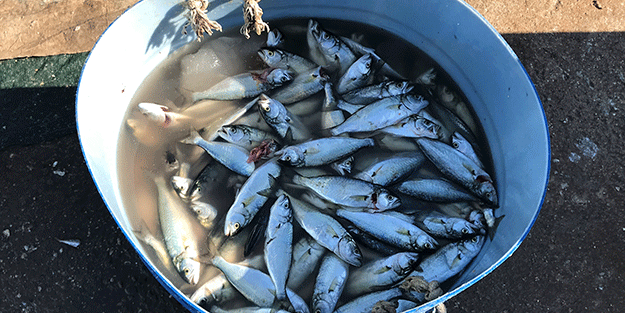 Karadeniz’in incisi çinekop, yeni yılın ilk ayında yüzleri güldürdü