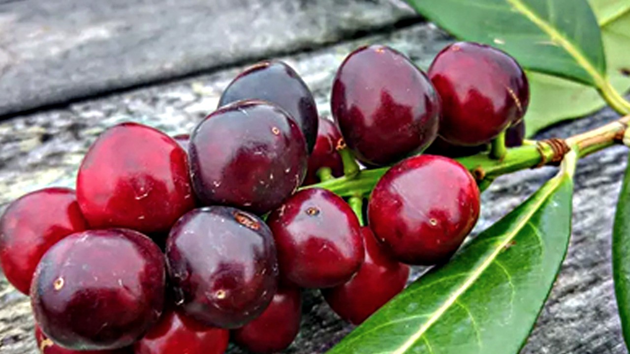 Karadeniz'in kuruyemişi: İltihabı, öksürüğü yok ediyor, çekirdeği ayırın! Şimdi sıra siz de!