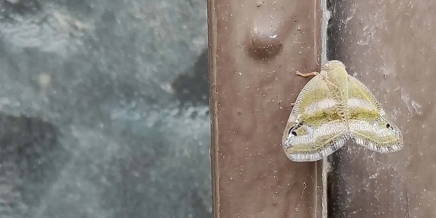 Karadeniz'in vampir kelebekleri İstanbul'a geldi! Kelebekler karton gibi, sanki plastik bir hayvan