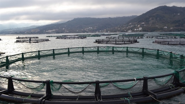 Karadenizli balığı kafeslerden karşılıyor