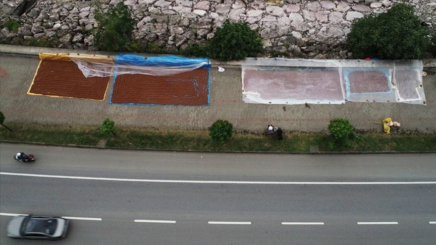 Karadenizli fındık üreticileri 'kurutma' çalışmalarına başladı