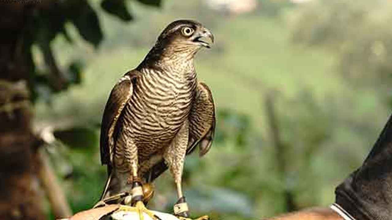 Atmacacılık geleneği artık yasal güvencede