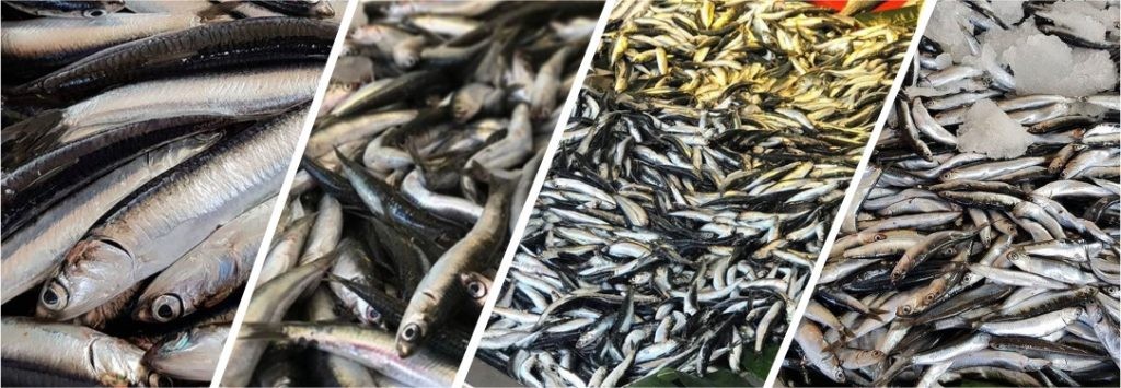 Karadenizlilerin sırrını açıklıyoruz! Balık pişirirken 1 yaprak koyduğunuzda kokudan eser kalmıyor!