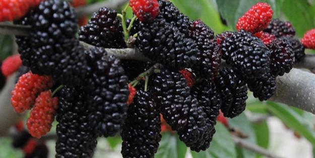 Karadut virüslere karşı koruma sağlıyor