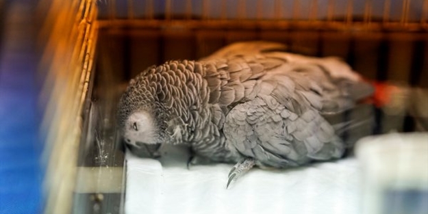 Bahtiyar papağan ölmüş, ne yapacağız şimdi?