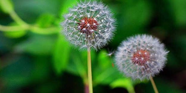 Karahindiba fazla iştahı önlüyor