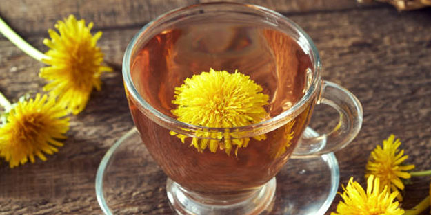 Karahindiba: çayı fayda ediyor!