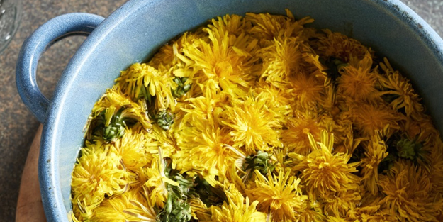 Karahindiba nedir? Çok tercih edilen bitki...