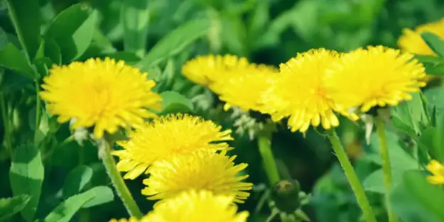 Karahindiba nedir, ne işe yarar? Sofranızdan eksik etmeyin! Sonuca bakan şoka girecek!