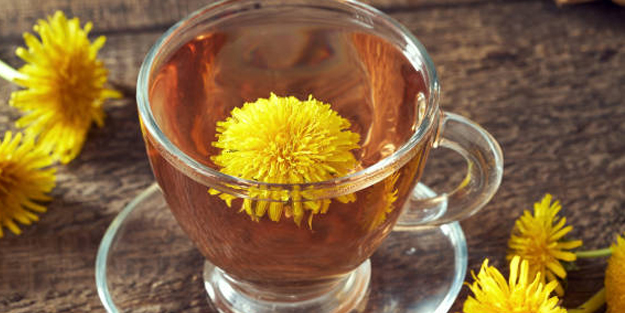 Karahindiba öyle bir şey ki... Her derde deva: Uyku veren özelliği ortaya çıktı! Herkesi iyileştiriyor