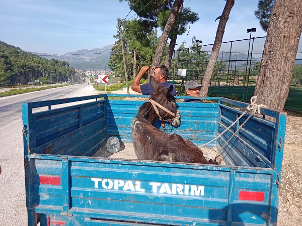Karakaçan'ın veteriner yolculuğu!