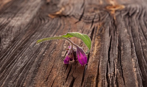 Karakafes otu nedir? Karakafes otunun faydaları nelerdir?