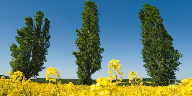 Karakavak deyip geçmeyin