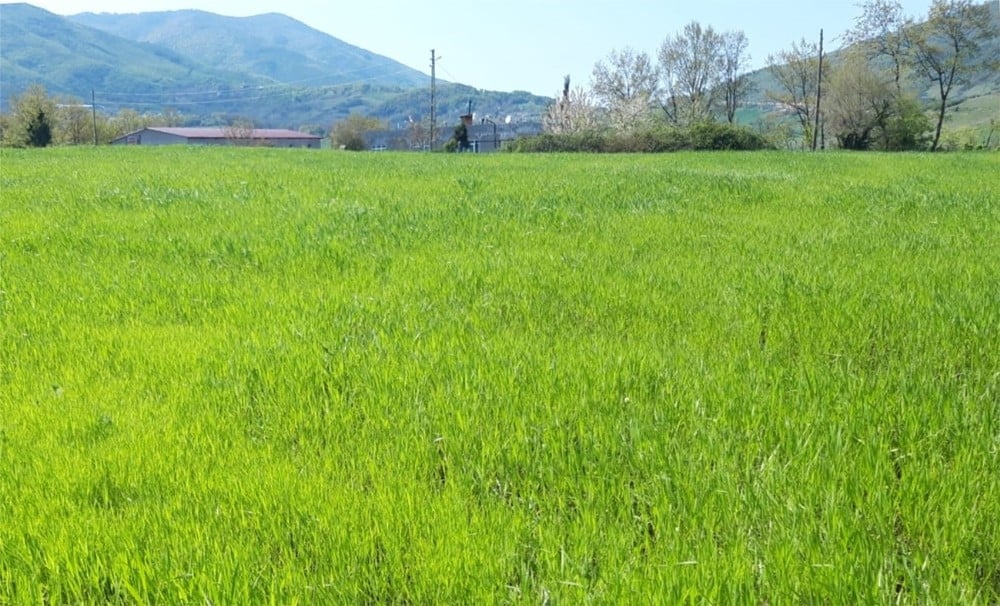 Karakılçık buğdayı Atakum’da yeniden hayat buluyor 