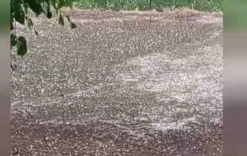 Karakoçan'da dolu yağdı, köy beyaza büründü! Vatandaşlar neye uğradığını şaşırdı