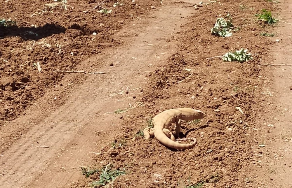 Karaköprü kırsalında çöl varanı görüldü 