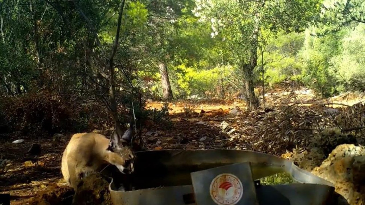 Karakulak su içerken fotokapana yakalandı