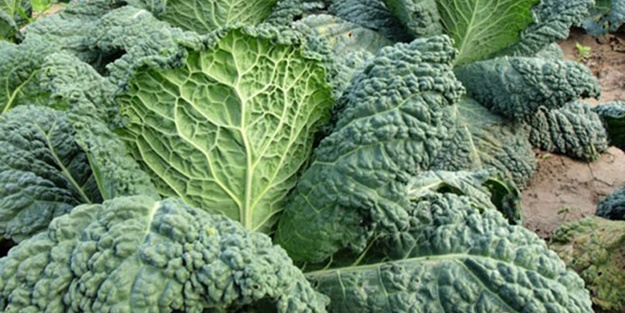 Karalahana kanserden koruyor