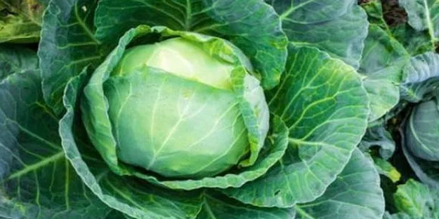 Karalahana nelere iyi gelir? Vitamin deposu karalahananın inanılmaz faydaları